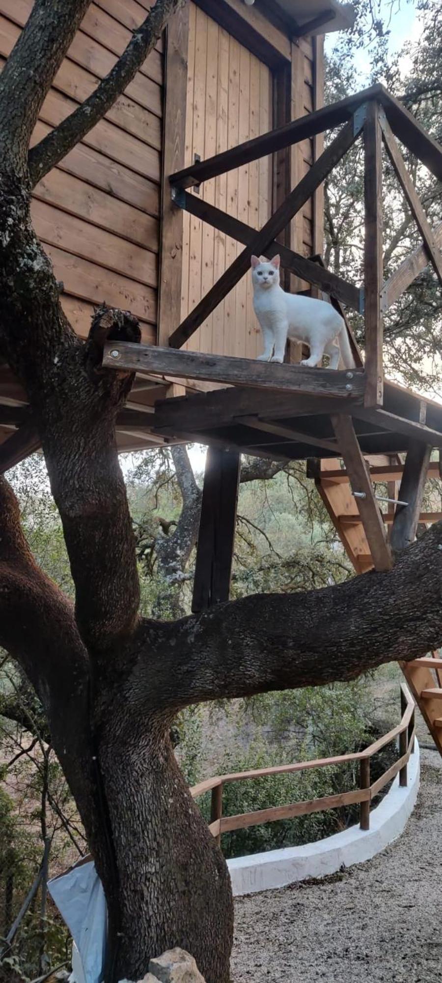 Del Arbol Lavagarural Tente de luxe Villanueva del Rosario